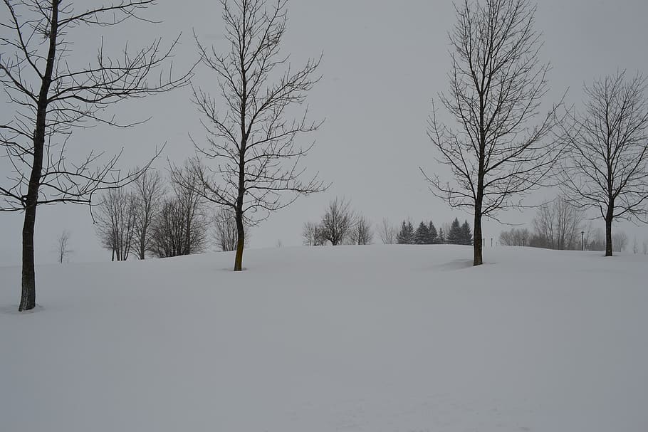 four leafless trees on white fields photo, blizzard, outdoors HD wallpaper
