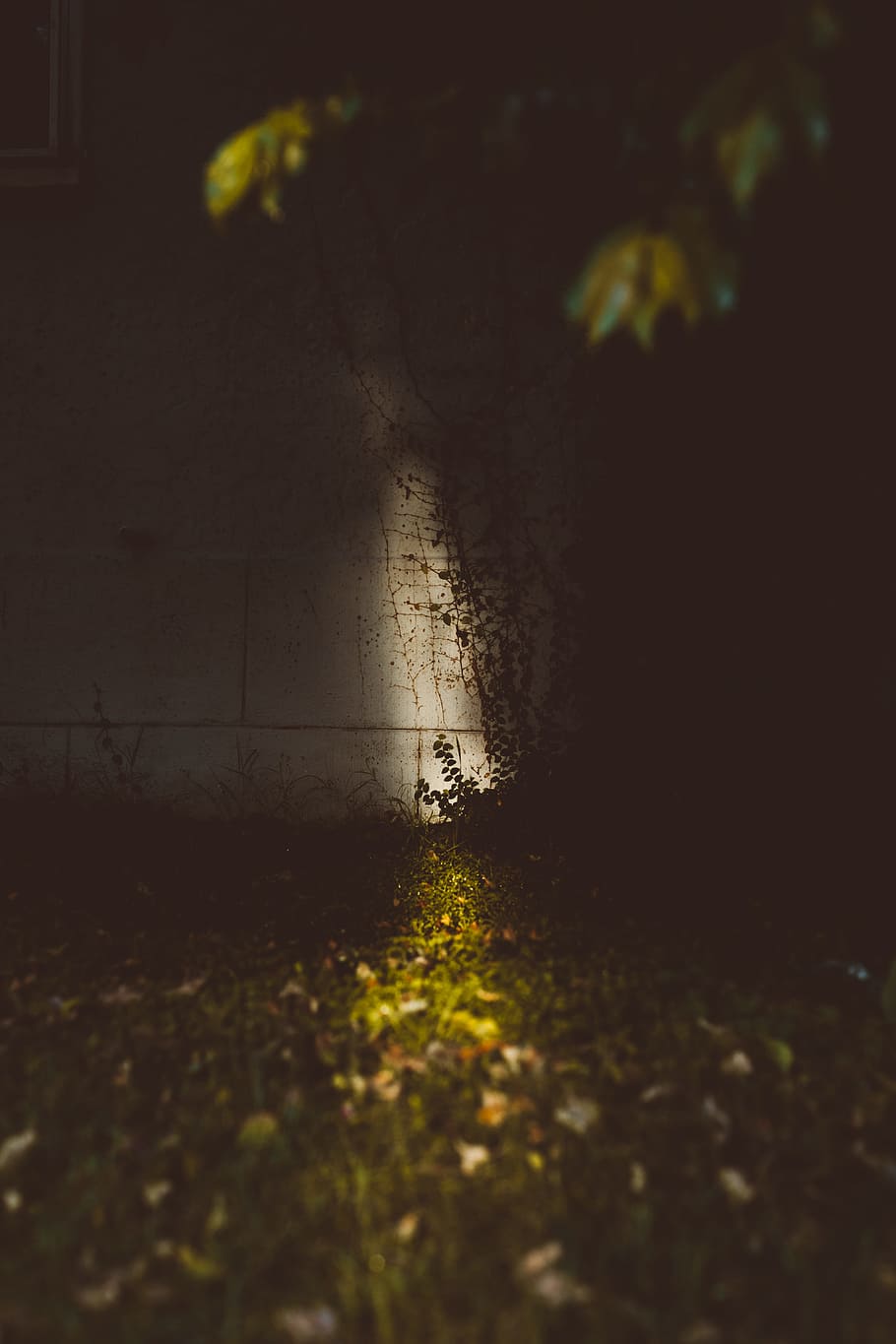 light, grass, garden, wall, ivy, horror, eerie, creepy, leaf HD wallpaper