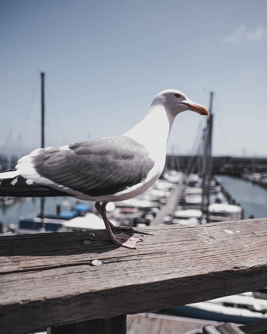 animal, bird, water, dock, waterfront, seagull, pier, port, HD wallpaper