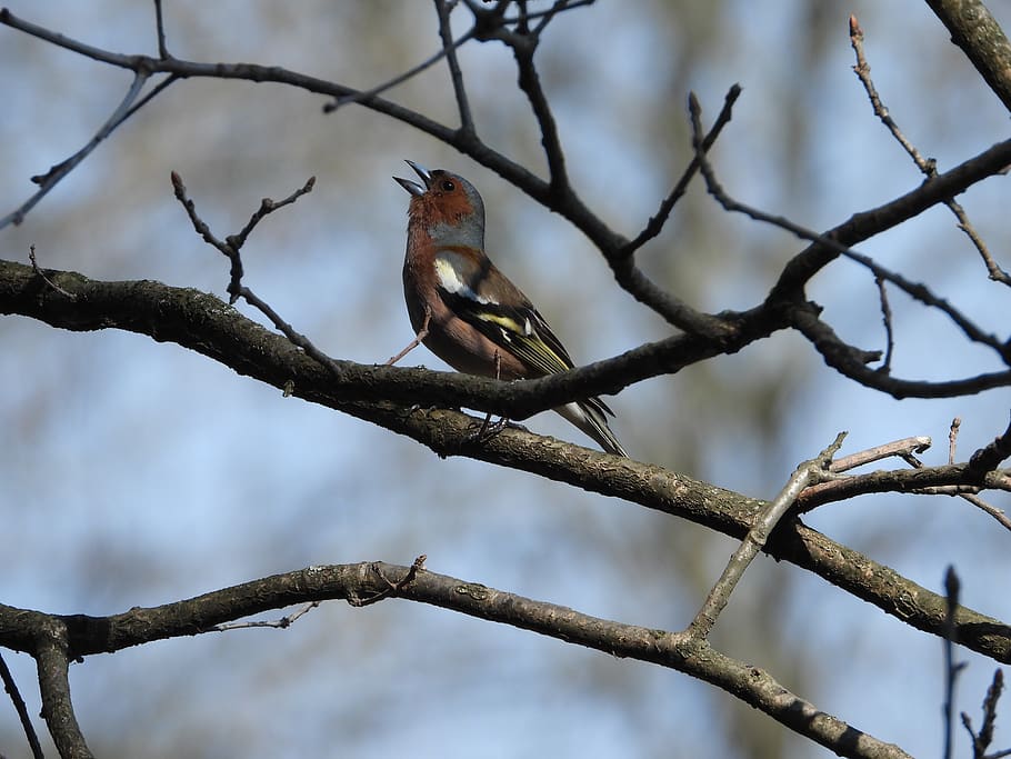 chaffinch, bird, branch, tree, singing, twitter, nature, plumage HD wallpaper