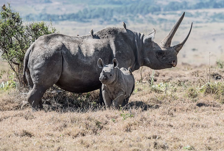 gray rhinoceros parent and offspring on field, endangered, black rhino