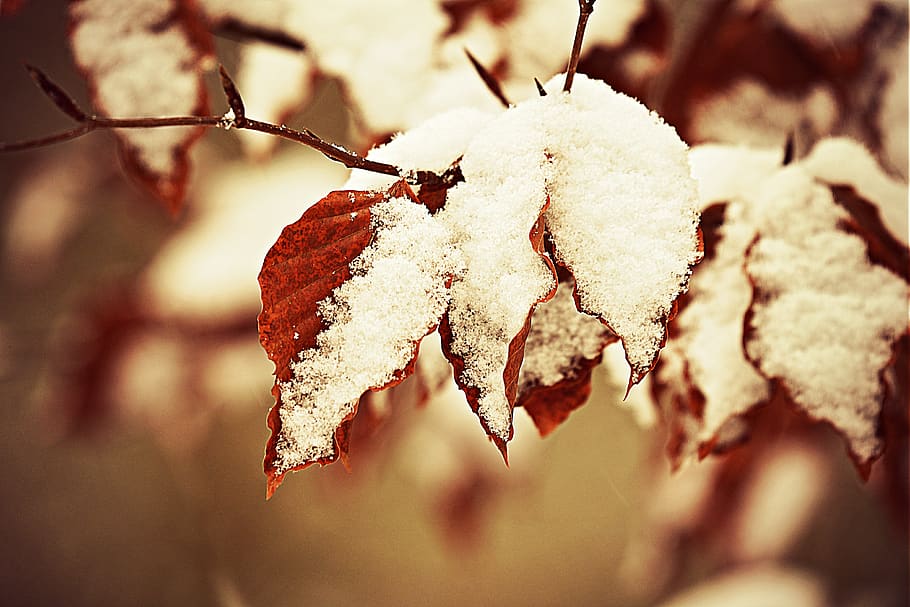 snow, hoarfrost, leaf, foliage, wintry, winter, cold, ice crystal HD wallpaper