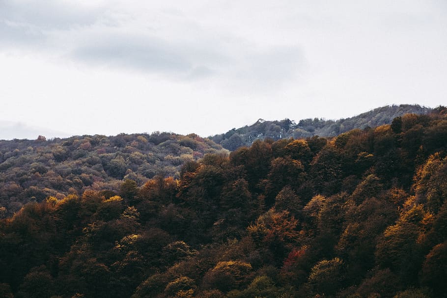 trees, mountains, wallpaper, yellow, sky, autumn, fall, plant HD wallpaper