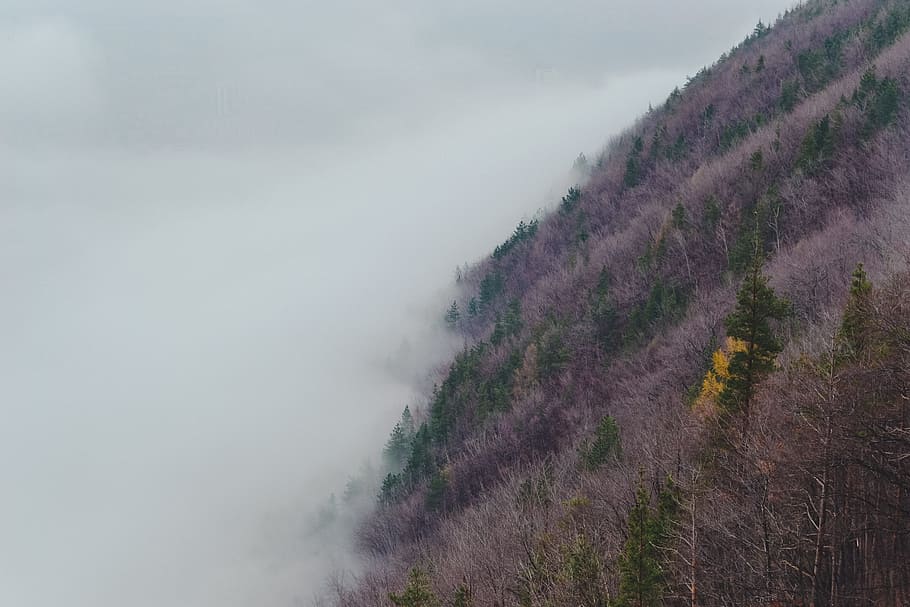 green, tree, plant, grass, fog, nature, highland, beauty in nature HD wallpaper