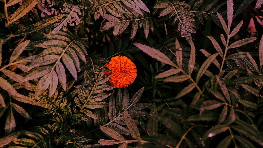 plant, leaf, acanthaceae, flower, blossom, veins, fern, tree HD wallpaper