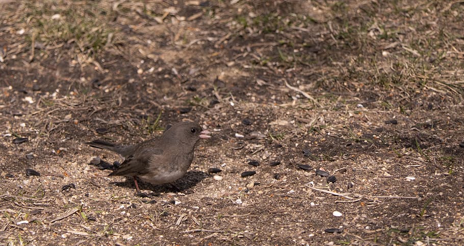 dark-eyed junco, bird, nature, wildlife, canada, birdwatching, HD wallpaper