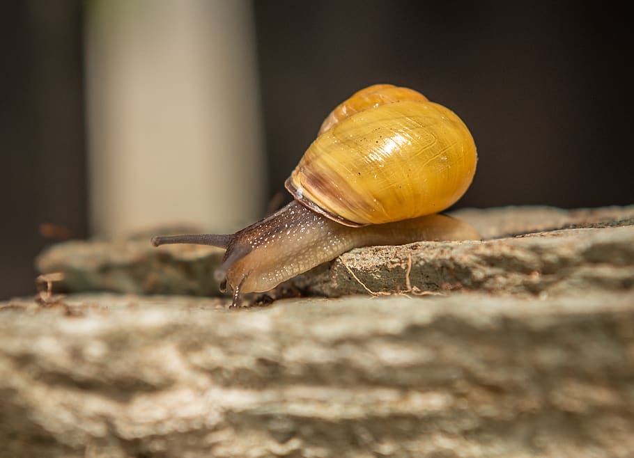 snails, shell, mollusk, spiral, slimy, nature, animal, crawl HD wallpaper