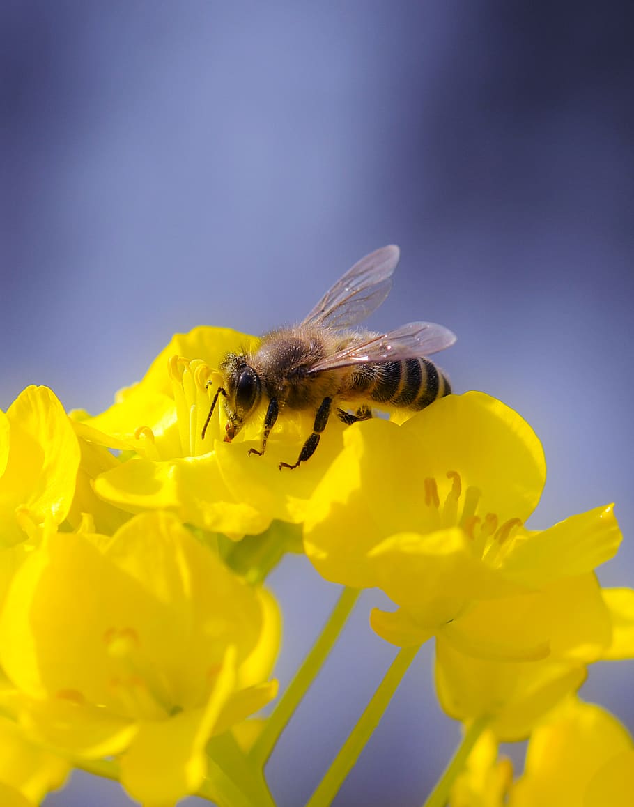 yellow bumble bee, flower, flowering plant, invertebrate, insect HD wallpaper