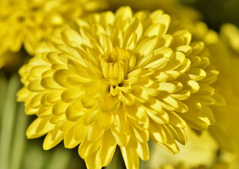 herbstaster, blossom, bloom, flower, yellow, plant, nature HD wallpaper
