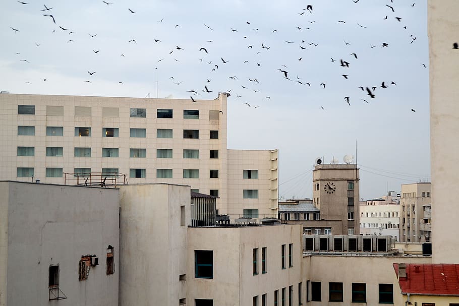 romania, bucharest, city, architecture, crow, built structure HD wallpaper