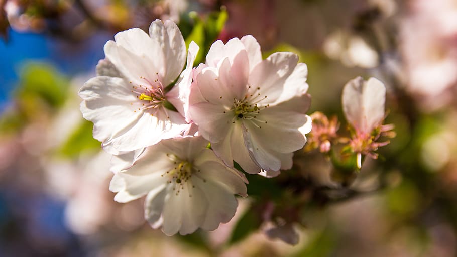 cherry blossoms, fruit tree, spring, bloom, close up, cherry tree HD wallpaper