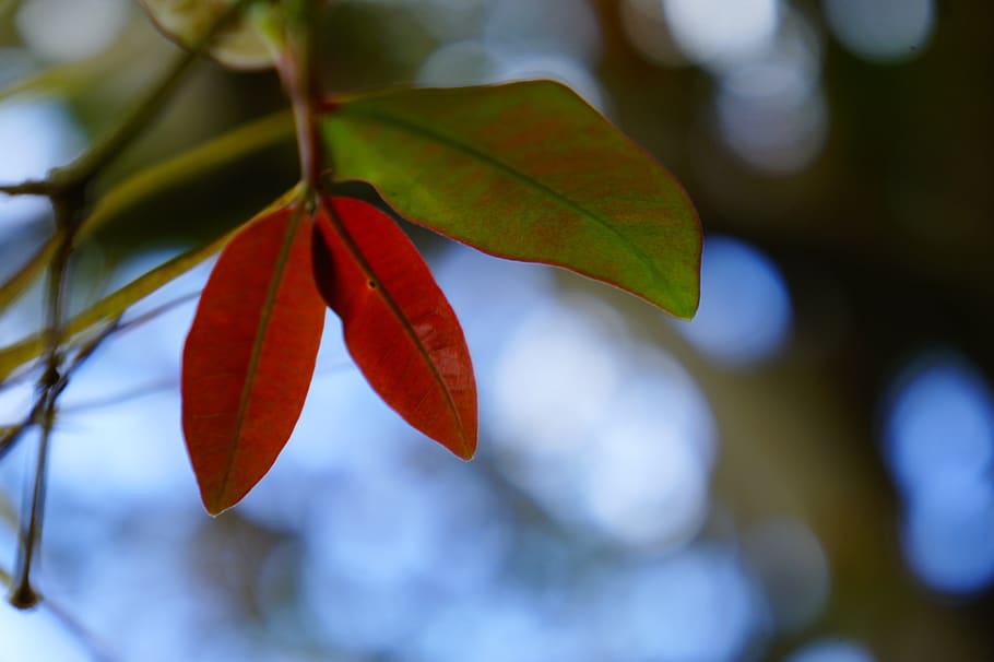 leaves, red, green, sky, nature, branch, tree, focus on foreground HD wallpaper