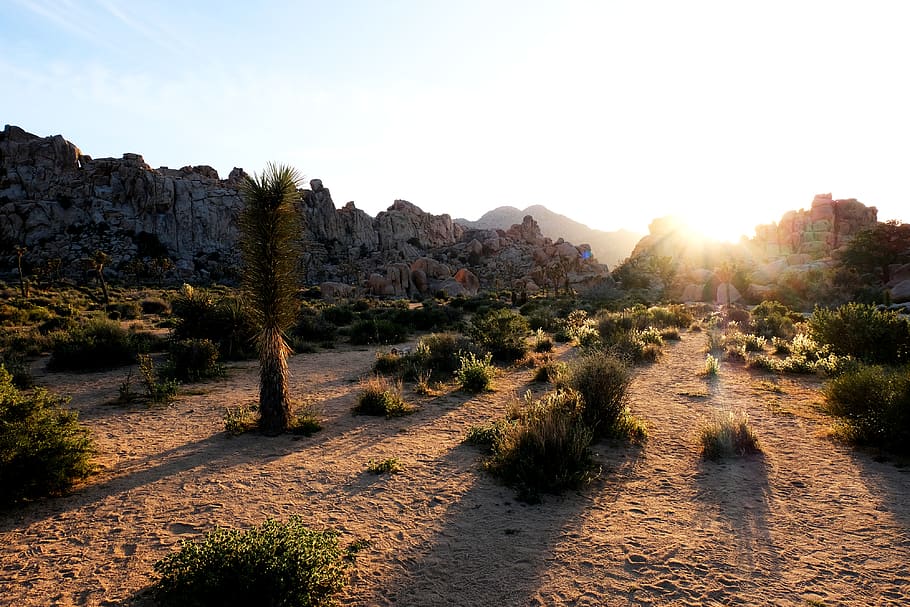 desert, cactus, sunset, light, nature, landscape, wallpaper HD wallpaper