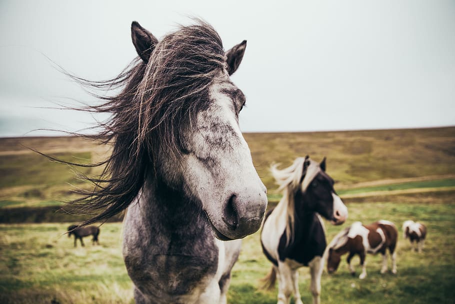 Iceland Farm Horse Photo, Backgrounds, Grass, Earth, Outdoor HD wallpaper