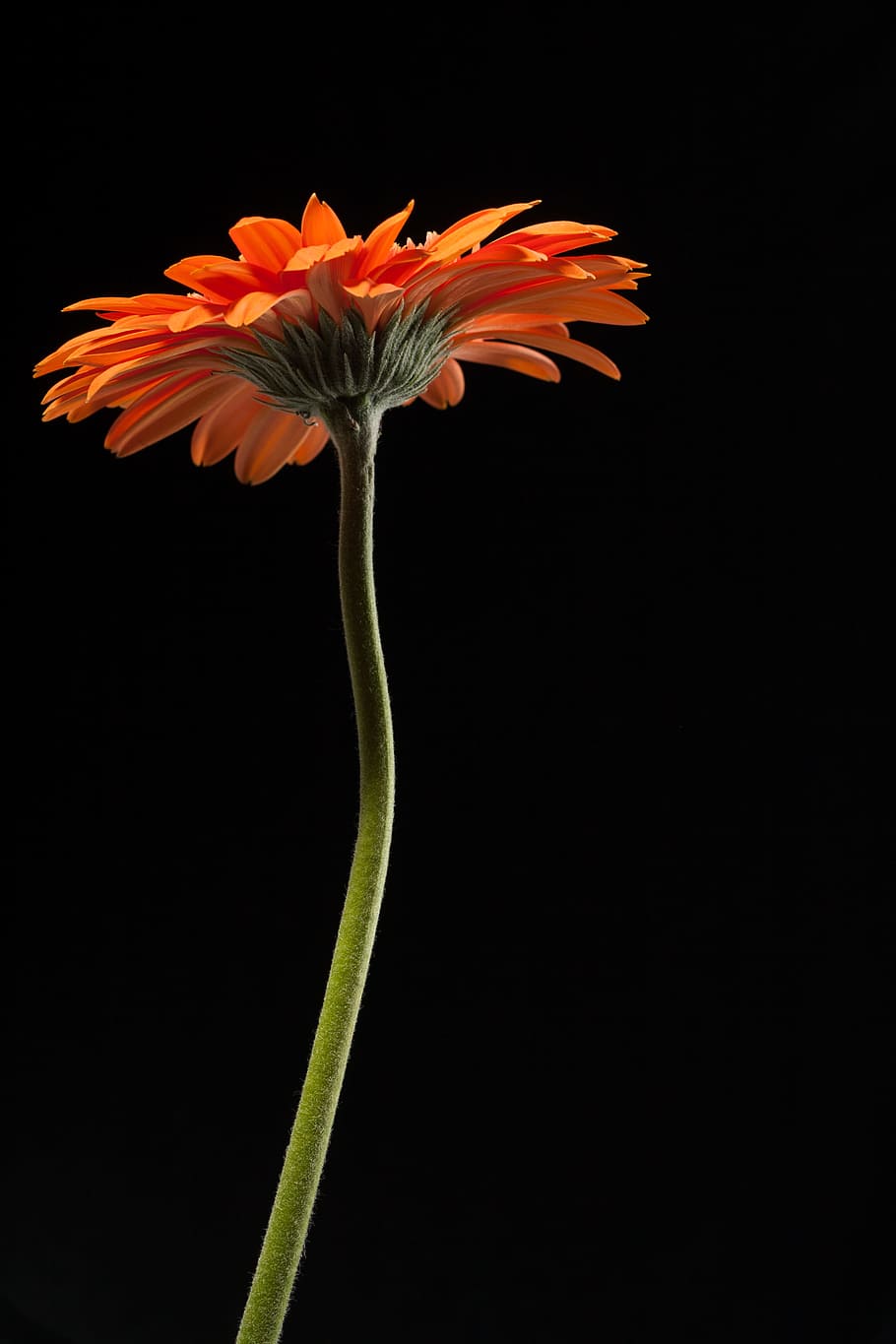 beautiful, red, gerbera, stem, isolated, black, closeup, flower HD wallpaper