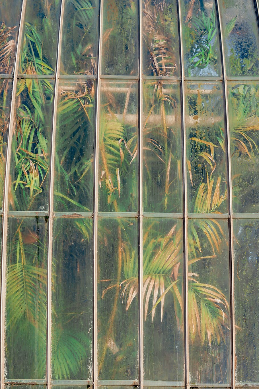 green-leafed plant, tree, door, art, vegetation, modern art, window HD wallpaper