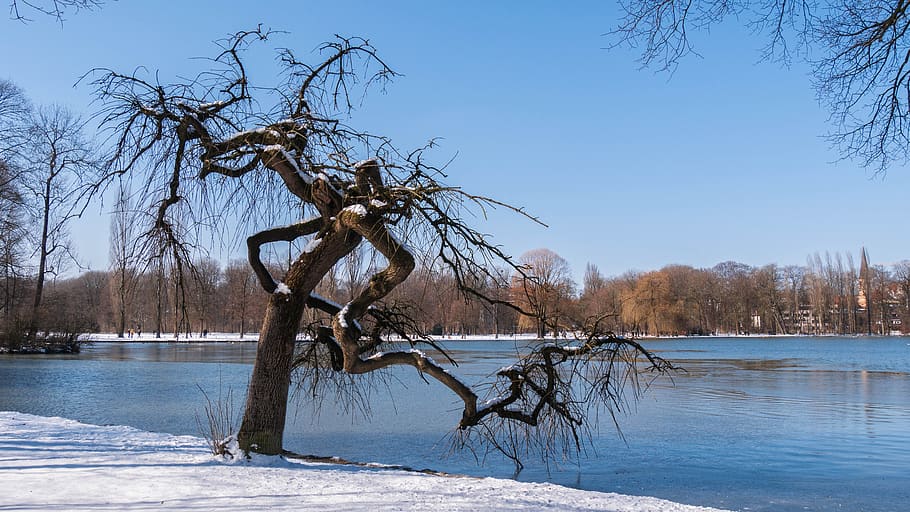 wintry, lake, tree, water, winter, cold temperature, snow, beauty in nature HD wallpaper
