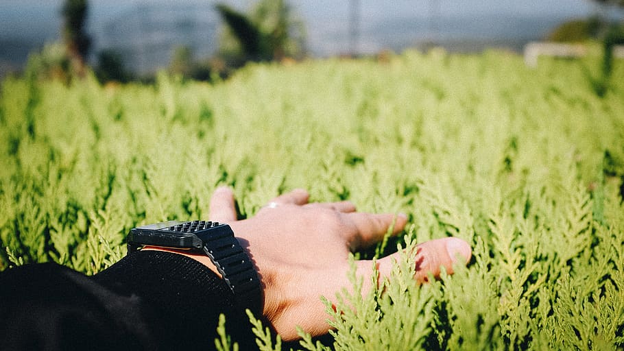 bush, grass, vegetation, plant, person, human, finger, nature HD wallpaper