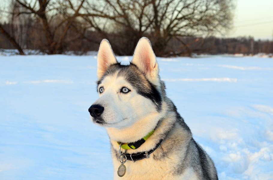 dog, husky, snow, sunset, siberian, winter, view, eyes, cold temperature HD wallpaper