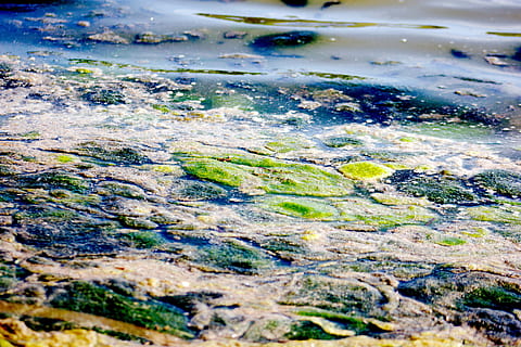 pond, algae, bule, green, muck, mire, yuck, slime, slimy, float HD wallpaper