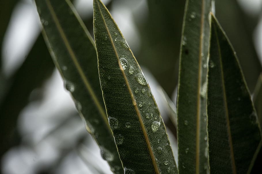 Selective Focus Photography of Green Leaf Plant With Water Dew HD wallpaper