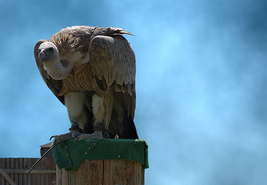 vulture, large, bird, scavengers, raptor, standing, animal portrait