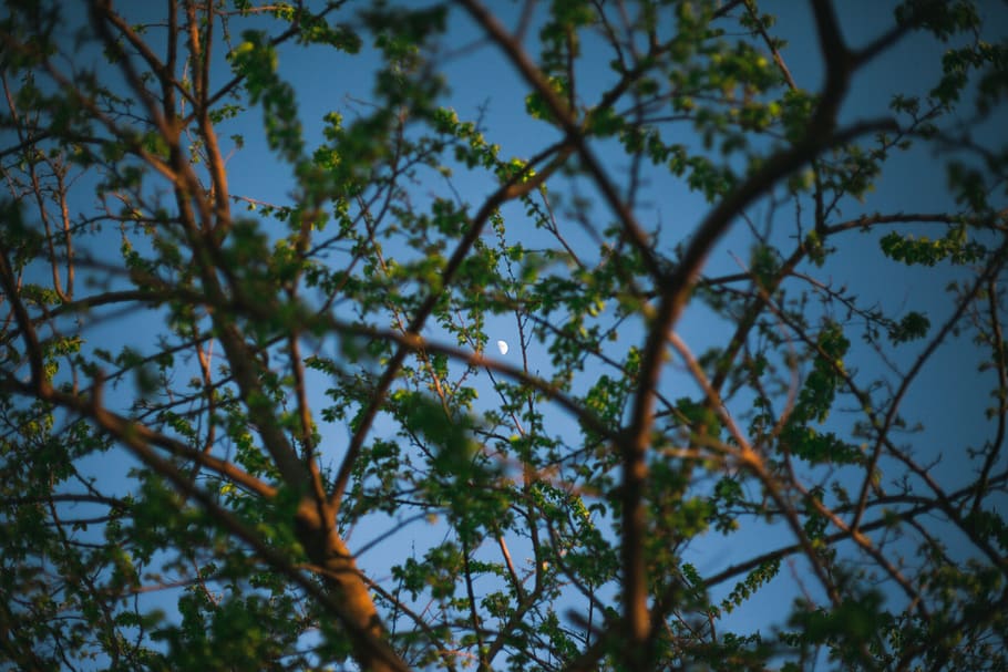 moon, trees, nature, natural, frame, space, planet, sky, plant HD wallpaper