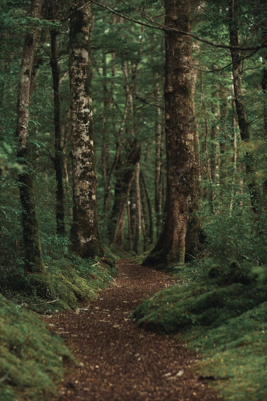 pathway in the forest, tree, plant, tree trunk, land, woodland HD wallpaper