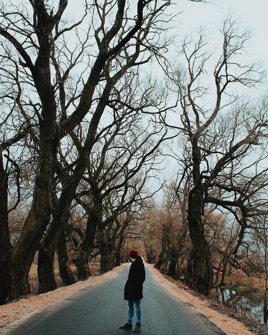 Person Standing In The Middle Of The Road, branches, man, trees HD wallpaper