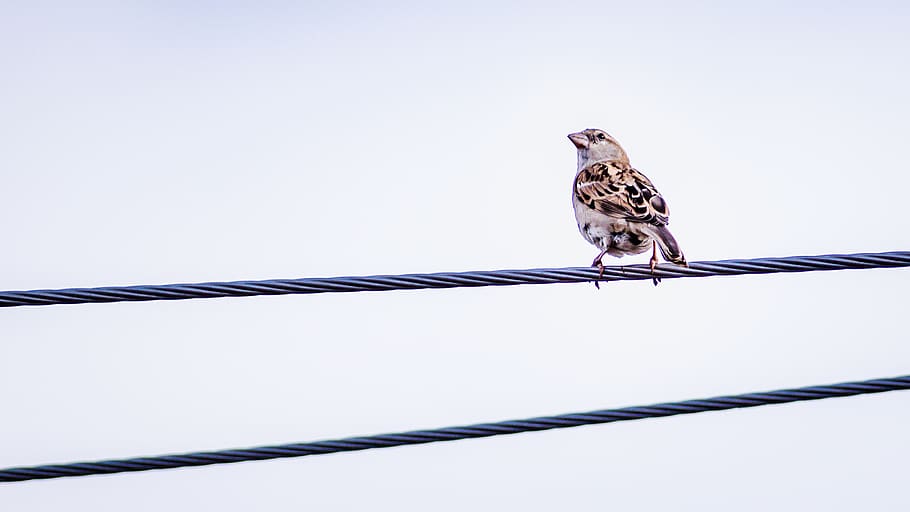 brown bird on steel rope, sparrow, animal, india, alanganallur, HD wallpaper