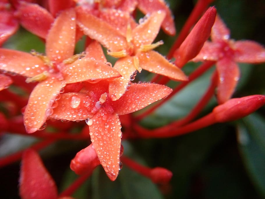 bangladesh, dhaka, red flower, dew, plant, close-up, growth, HD wallpaper
