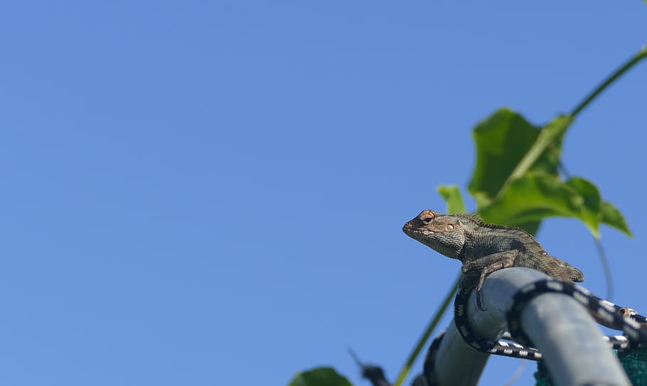 lizard, mauritius, reptile, sky, copy space, blue, one animal HD wallpaper
