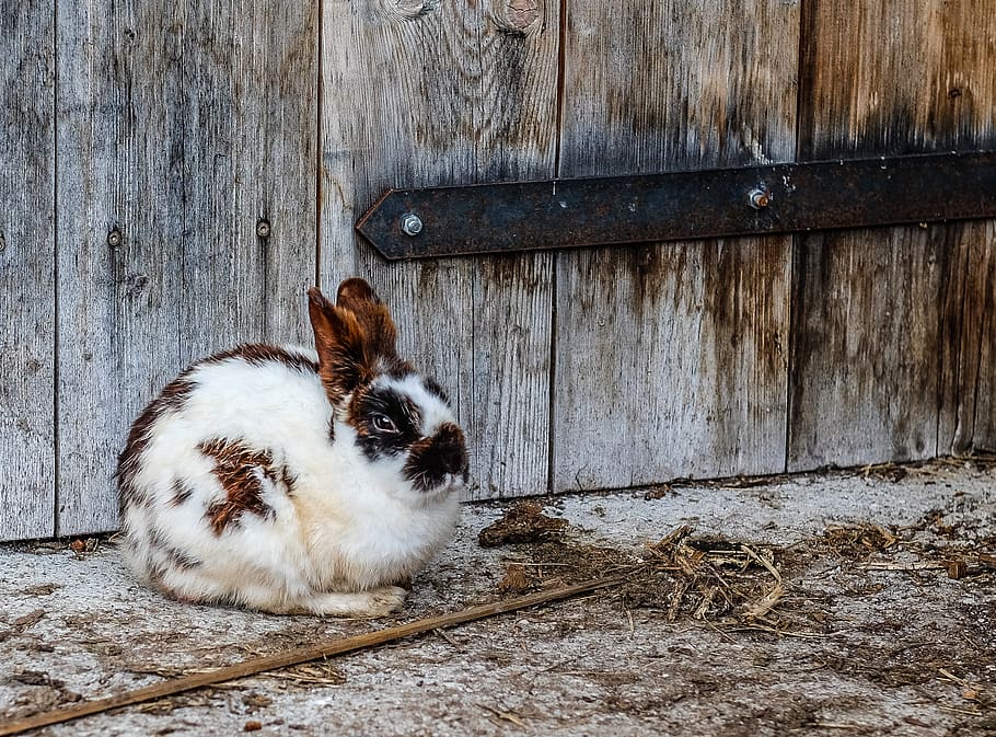 White Black and Brown Rabbit Near Brown Wooden Fence, animal HD wallpaper