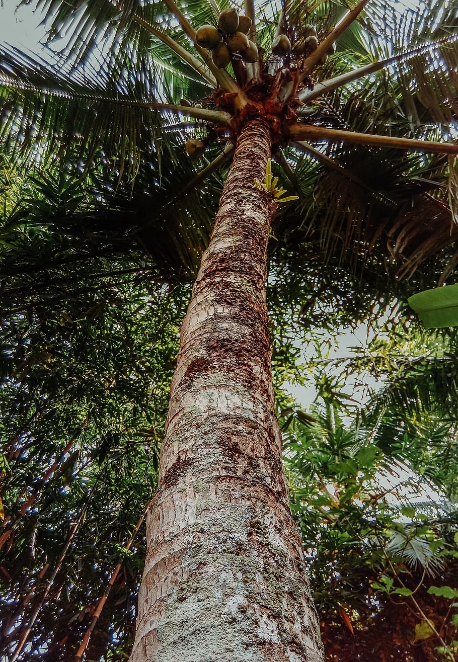 HD Wallpaper: Low Angle Photo Of Coconuts In Coconut Tree, Coconut Palm