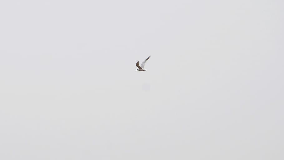 bird, sky, huhuhang, one animal, flying, animal wildlife, animal themes HD wallpaper