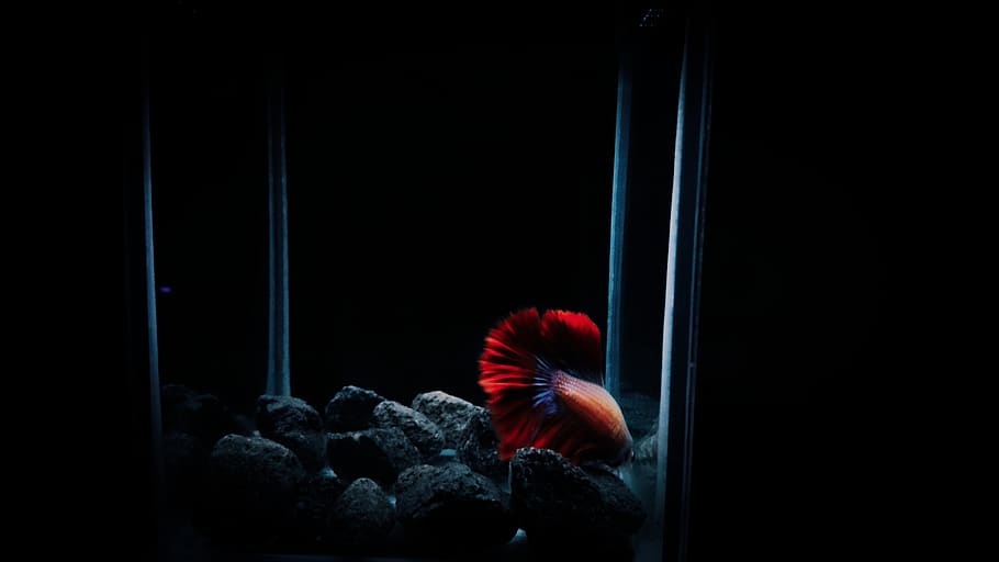 red betta fish, animal, sea life, water, invertebrate, nature, HD wallpaper
