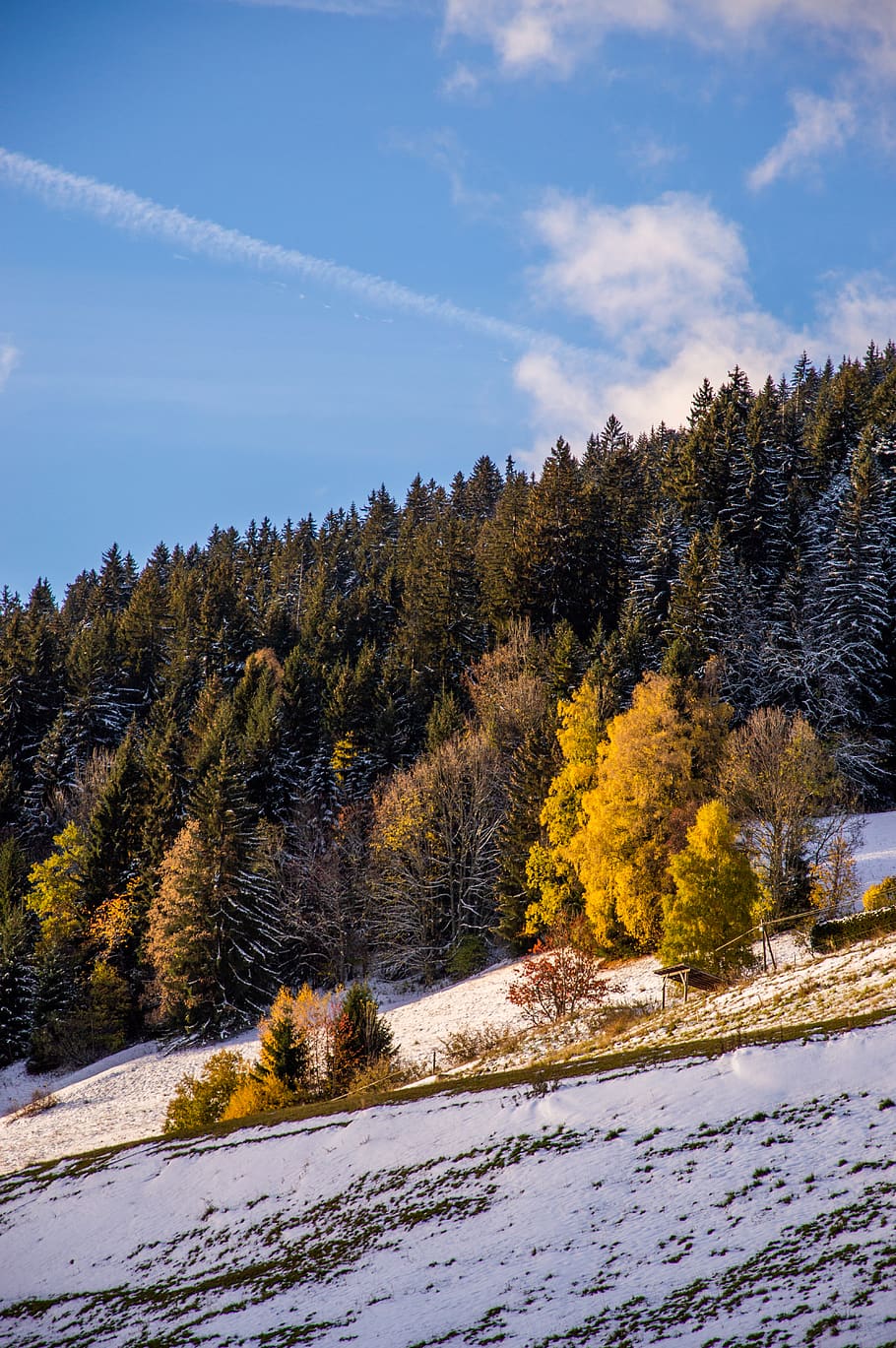 snow covered hill, tree, plant, abies, fir, conifer, nature, combloux HD wallpaper