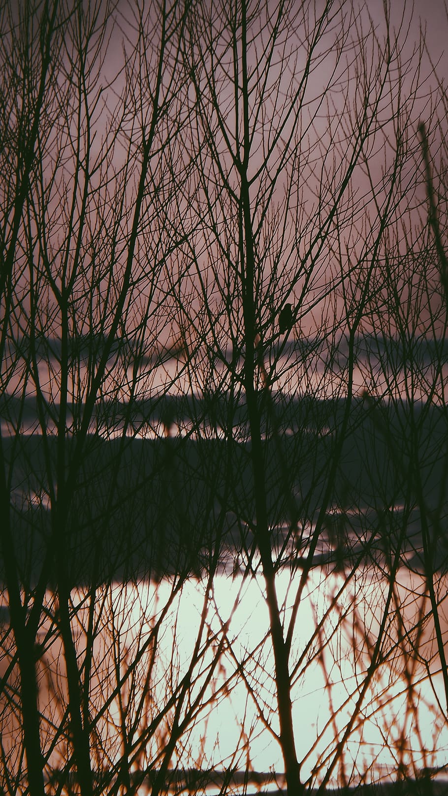 tree, bare tree, plant, water, branch, lake, no people, tranquility HD wallpaper