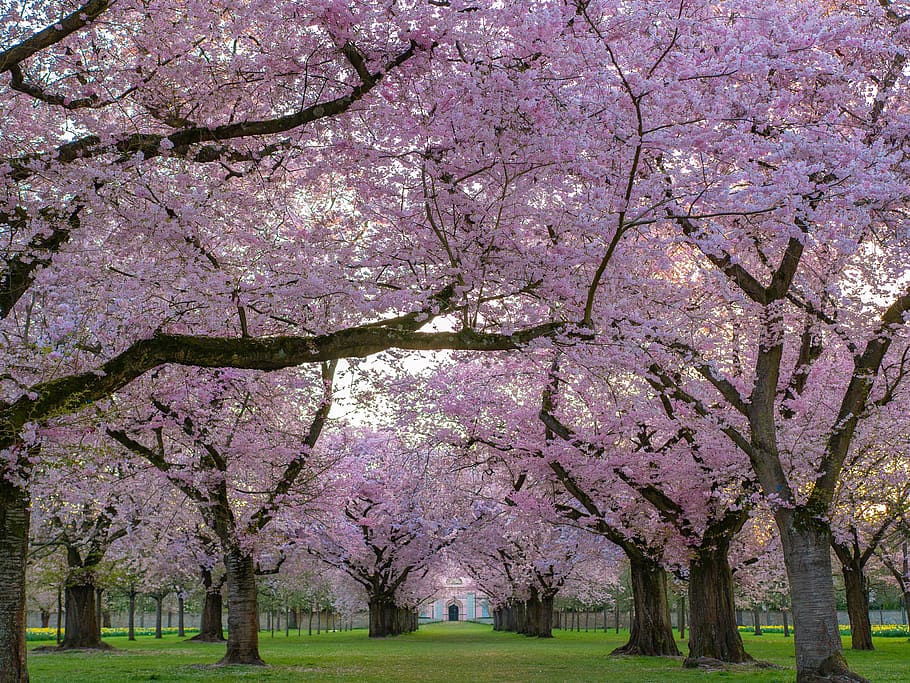 trees, ornamental cherry, cherry blossom, spring, nature, plant HD wallpaper