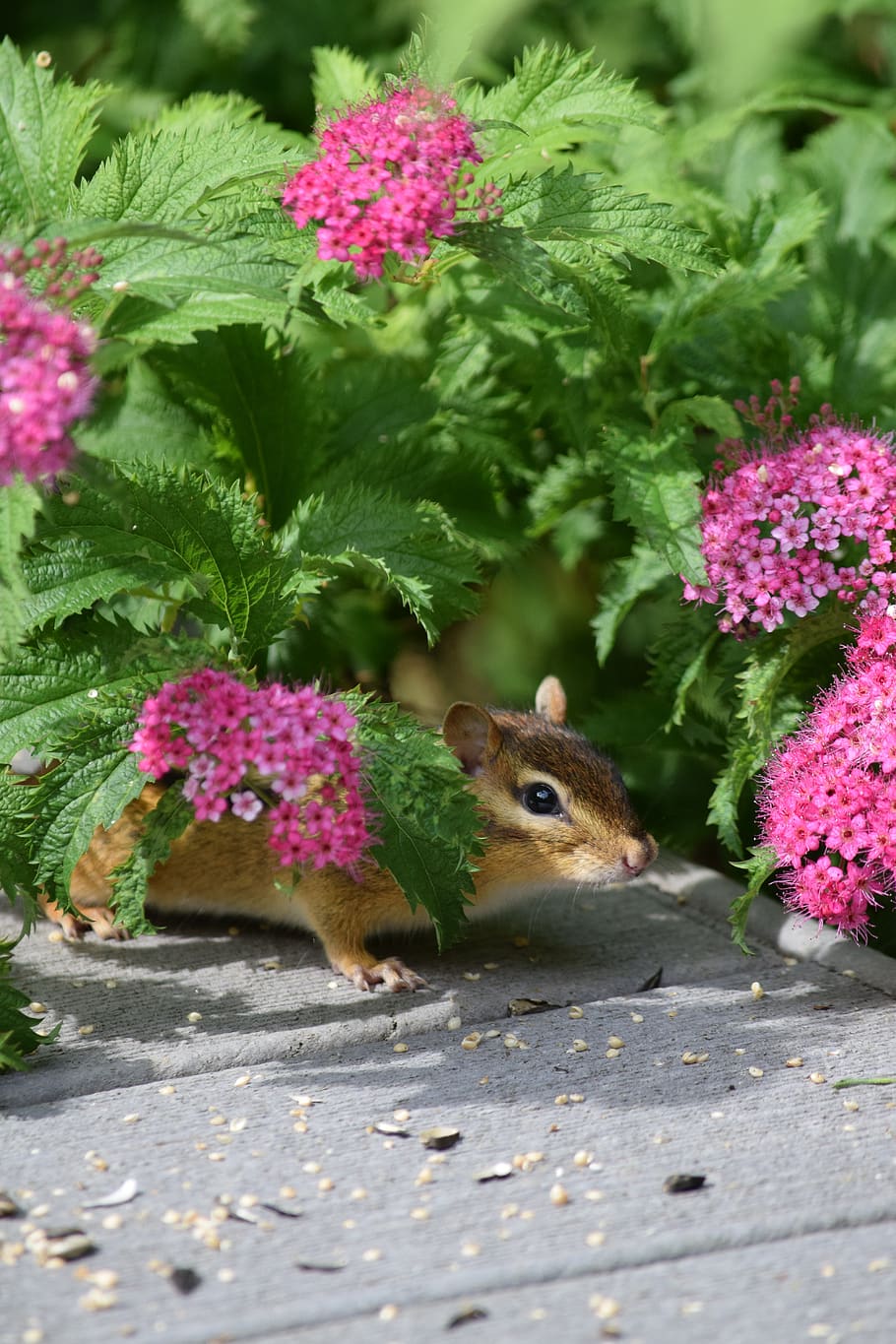 squirrel, chipmunk, rodent, nature, flowers, animal, ground, HD wallpaper