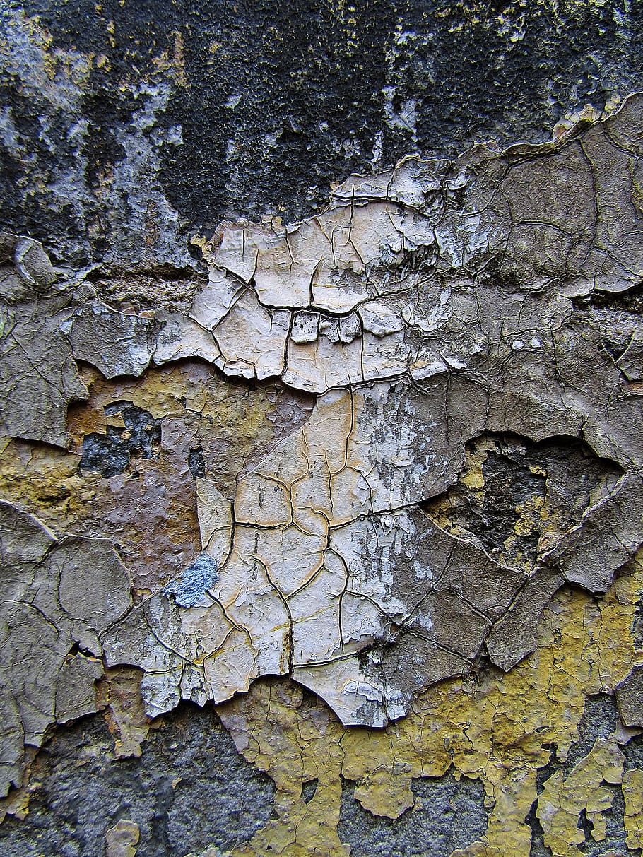 ground, plant, tree, tree trunk, texture, rock, algae, mud HD wallpaper