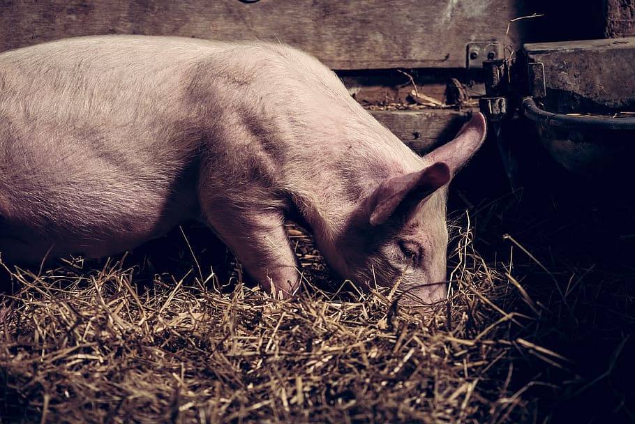 white pig on barn, mammal, animal, domestic animals, animal themes HD wallpaper