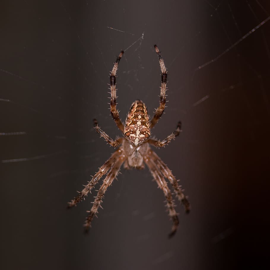 spider, arachnid, cobweb, phobia, insect, araneus, fear, macro HD wallpaper