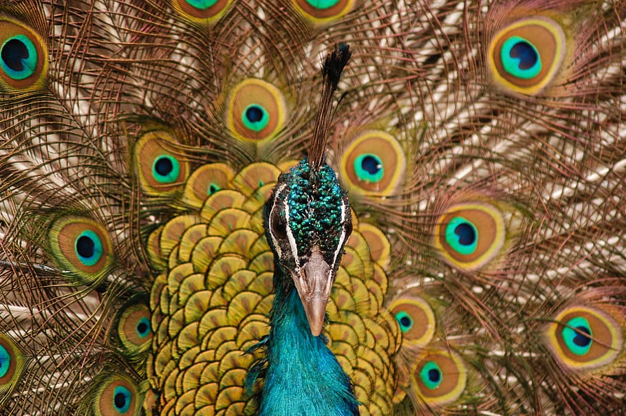 yellow and blue peacock, animal themes, bird, peacock feather HD wallpaper
