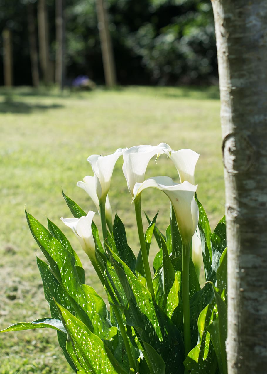 flower, tree, nature, spring, bloom, plant, summer, white, garden HD wallpaper