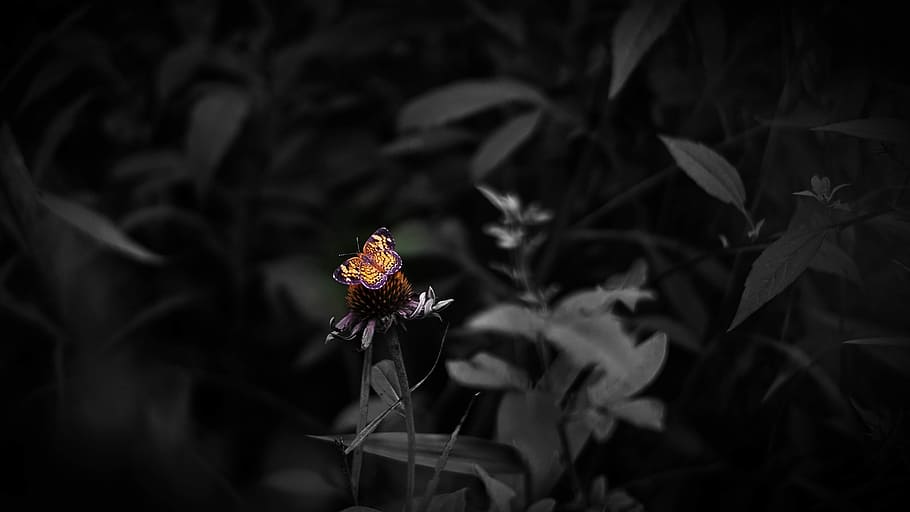 selective focus photography of orange petaled flower, butterfly HD wallpaper