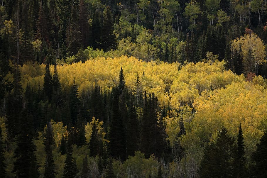 forest, autumn, yellow, fall, seasons, aspen, trees, beauty in nature, HD wallpaper