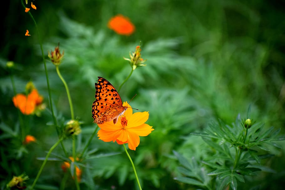 nature, flora, outdoors, summer, leaf, flower, garden, color HD wallpaper