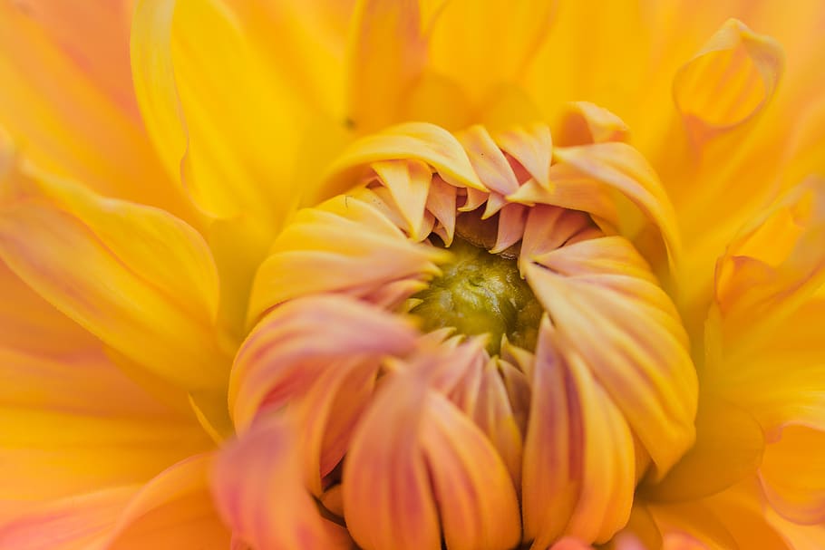 Orange Petaled Flower Plant, beautiful, bloom, blooming, blossom HD wallpaper