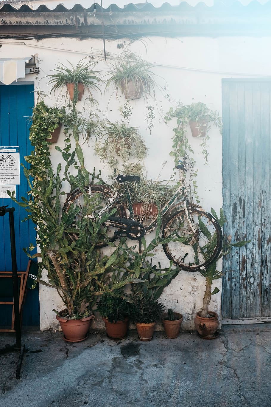 spain, palma, plants, bicycle, sun, summer, wall, potted plant HD wallpaper